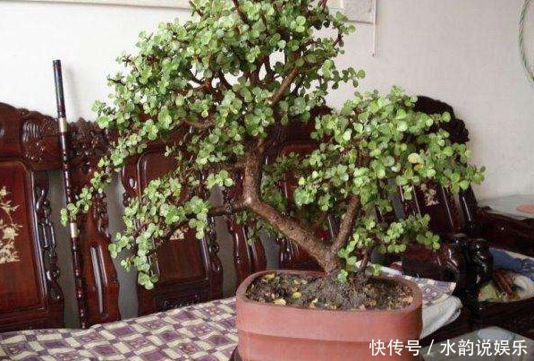 盆栽|金枝玉叶如何养平时给予3个条件,枝干变得木质化,3年成老桩