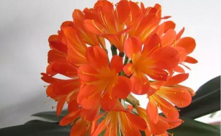 养君子兰“不要等”,盆里加“1物”,快速出箭开出“大花球”