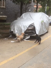 |搞笑GIF：妹子 有斑马线你们不 非要去翻护栏 这下尴尬了吧