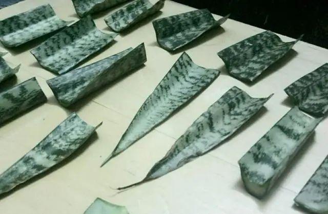 夏天这8种花不用买，叶子丢进花盆里，嗖嗖长白根