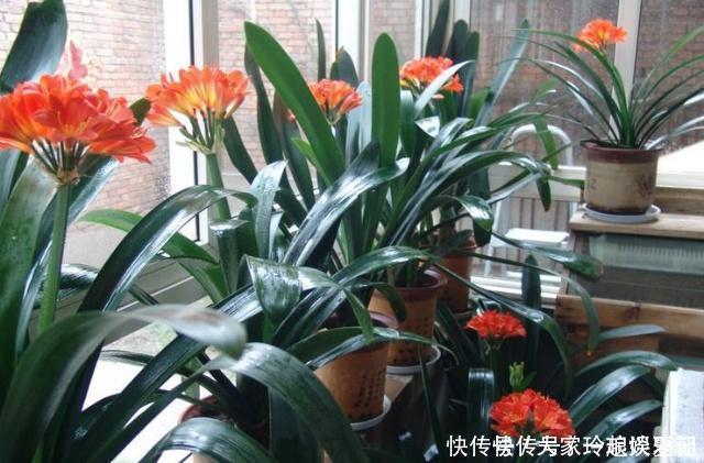 水溶液|君子兰疯长,冒出“5根”花箭,是这2种肥的“功劳”,养啥都旺