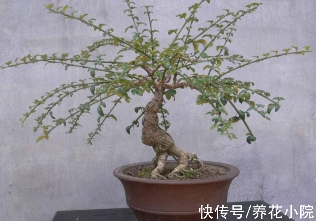 10月以后，3种花不要再“修剪”，否则春天没花看