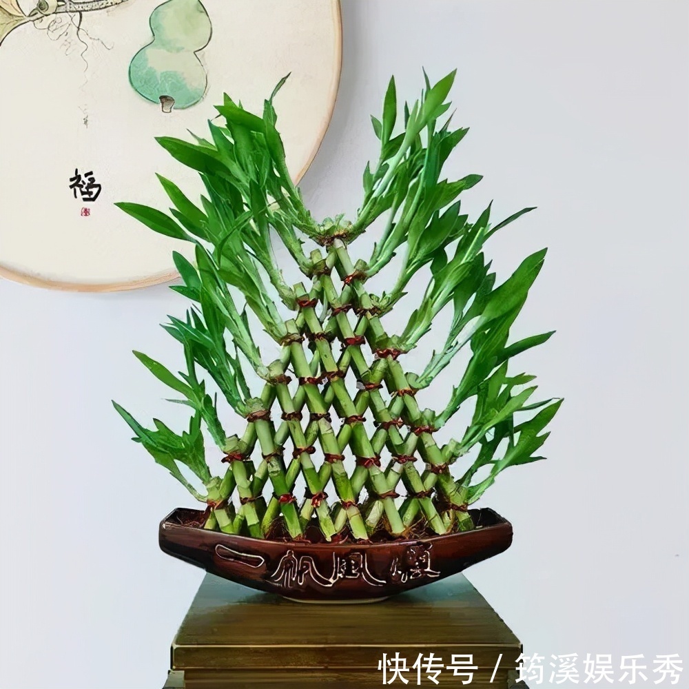 5种“大叶花”轻易不开花，开花就带“好兆头”，养一盆你就赚