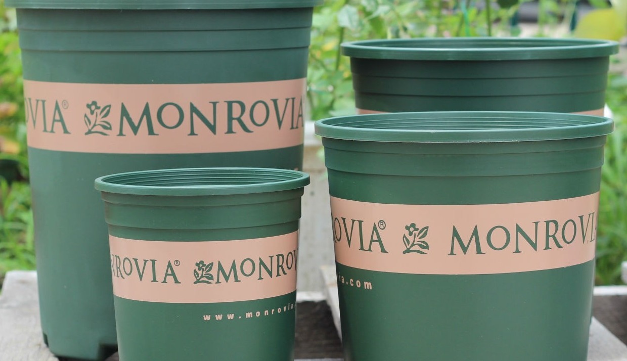 新手月季种植手册，修剪、病害防治等教程，种月季不再难