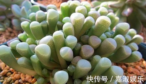 十八摄氏度|想要多肉“五十铃玉”温润如玉、爆盆开花,我教你几招,盆盆爆!