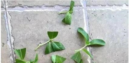 五种漂亮的花，可以趁热天繁殖小苗，温度高更利于生根