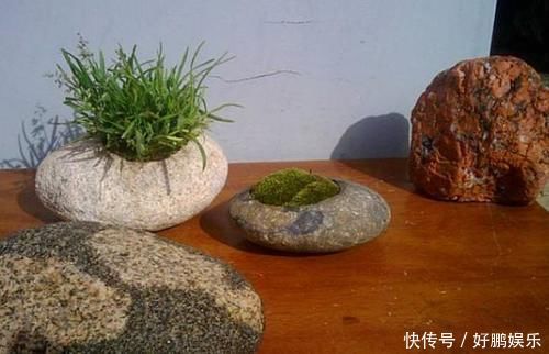 丝瓜络|养花烂根不是大问题!土里埋点它,根须刷刷长满盆,越来越壮实