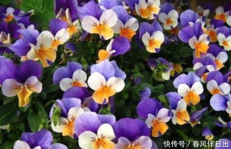 正月二十六,养上这4种花,五颜六色开不停,家里变花海!