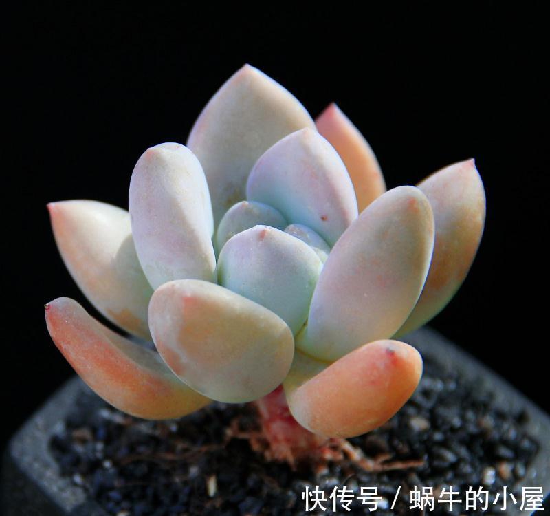 你需要知道的多肉翻盆小技巧，学会这几招彻底打破肉肉僵苗魔咒