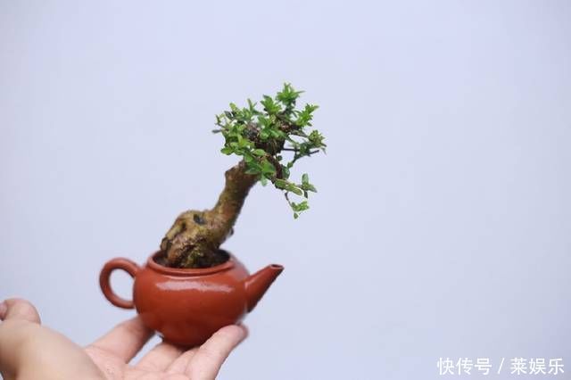 网友分享的白蜡微型盆栽,室内摆件精品盆栽,快来一睹为快