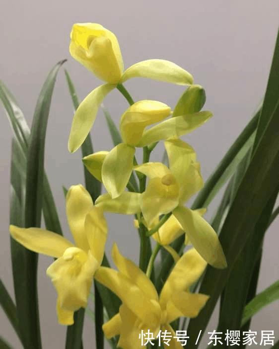 兰花浇水讲究大,浇好了爆盆,浇不好烂根