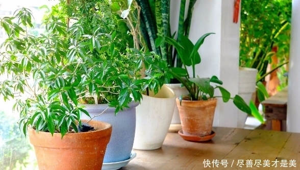 烦养花种草就盆栽这2款果树,开花漂亮、结果美味