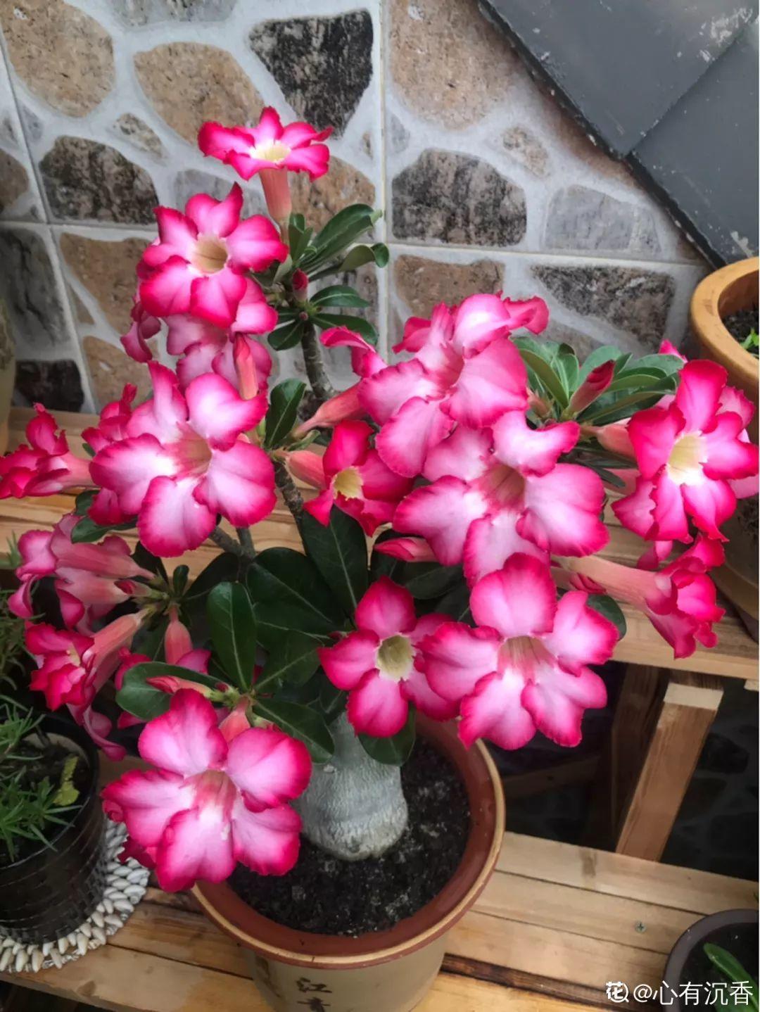 10种耐旱花,2个月不浇水,叶子反而绿油油!