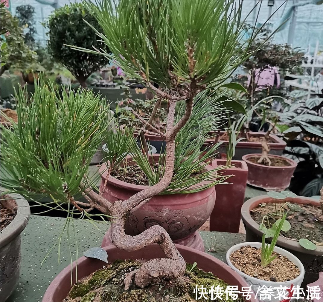 苍劲|盆景不用买,5种常见的树,做成盆景漂亮又美观