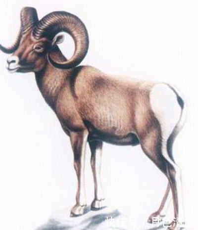 蓝色鸽子、巨鹿、斑驴,人类灭绝的9种美丽的国宝级动物