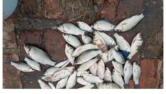 鲫鱼们|立秋后钓鲫鱼，这4点要调整，渔获满满并不难