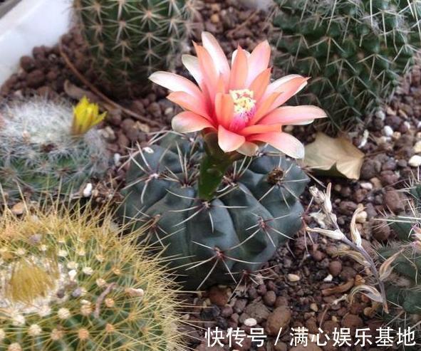 年轻人养花，没时间打理盆栽？就栽种它们，省心又能愉悦自己