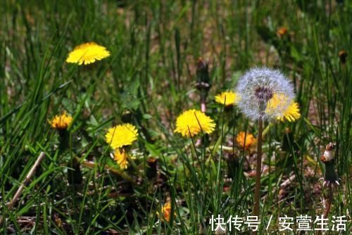 玫瑰花茶|蒲公英加一宝泡水喝，每天一杯，排出毒素垃圾，给肝脏洗个澡