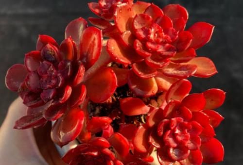 多肉高贵养出状态以后如同气质高雅的贵妇,但养不好就会秒变村姑