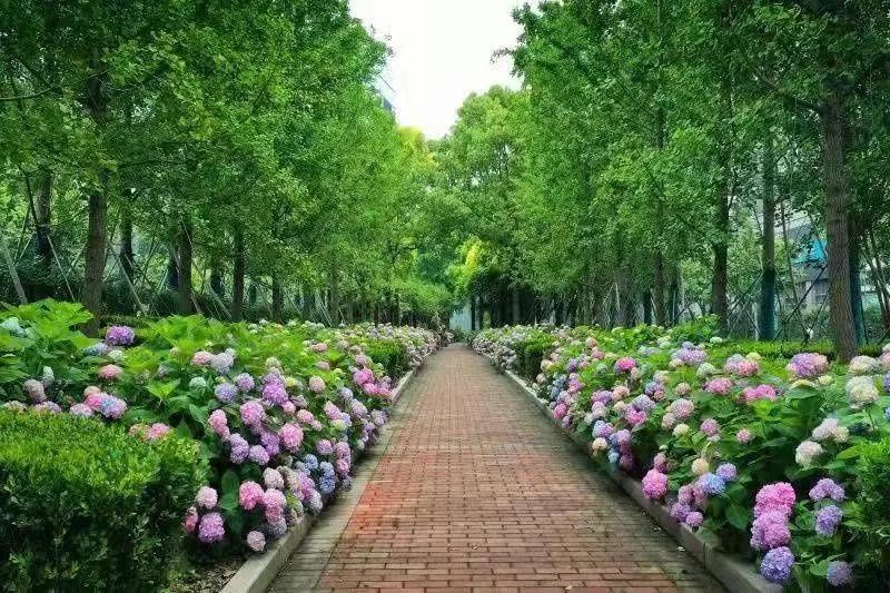 马卡龙|绣球繁花尽绽放 徐汇街头觅“清新”