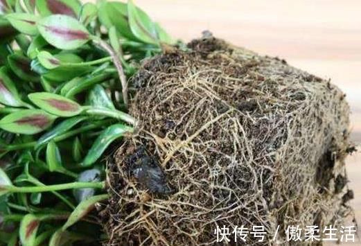 “树皮”放盆里兑水，变成“营养液”，给花卉浇1勺，冒白根