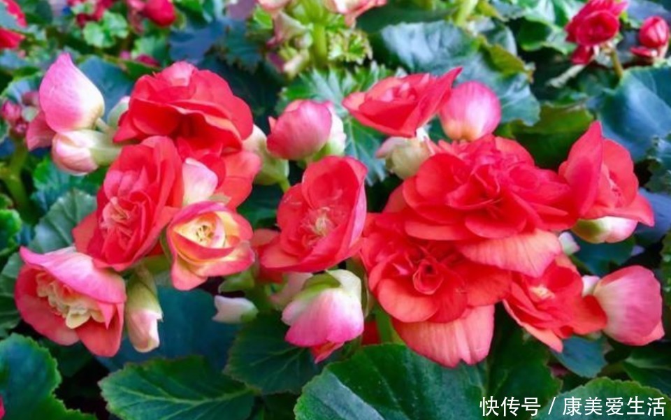 丽花|3种花自带财运,家里养一盆,开花就爆盆,不易生病好养护