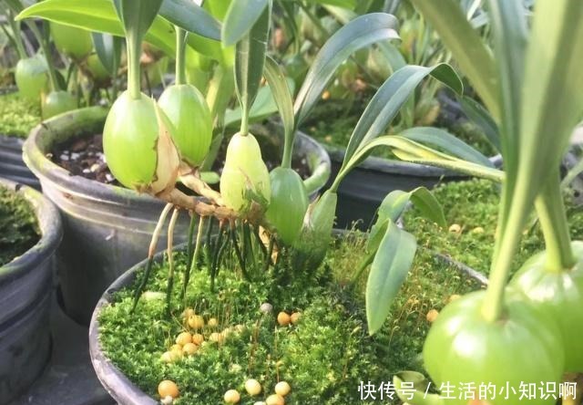 大爷在石壁上发现一块“兰花”,如今很稀少,盆栽会结豆!