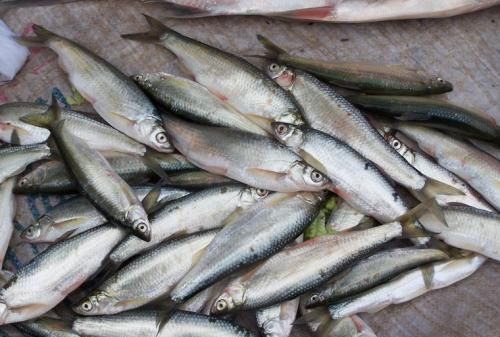 动在水的表|钓白条有技巧,并不是使用腥饵那么简单,想钓得好这几点尤为重要