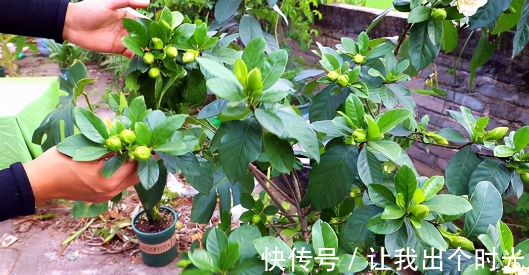 栀子花真难养？避开“3不要”，挤满大花苞，冬天也开爆