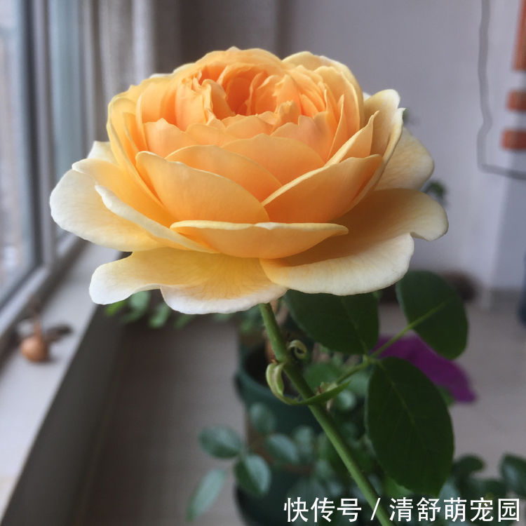 绣球|原产中国的世界名花,花型奇特,四季开花,还很好养,是盆栽佳品