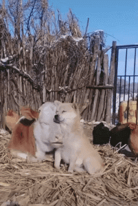 |搞笑GIF段子:牛:羡慕不,快开心起来吧!