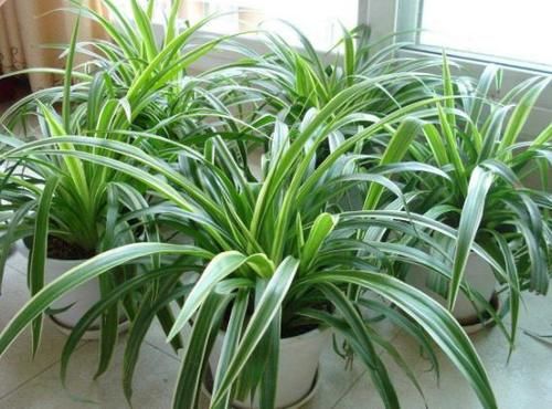 养花：新手用这5样“水”浇花，盆盆都能长得叶片油亮