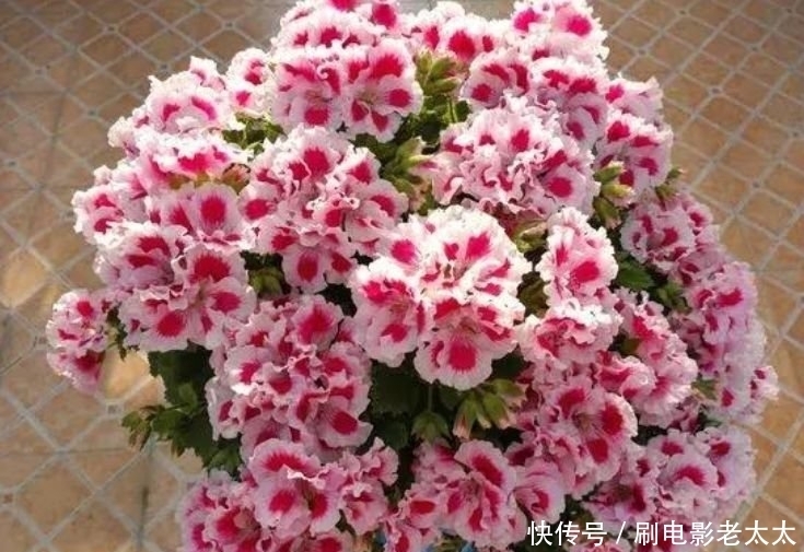 4种花,容易打理易开花,花期长花朵多,家里变花海!