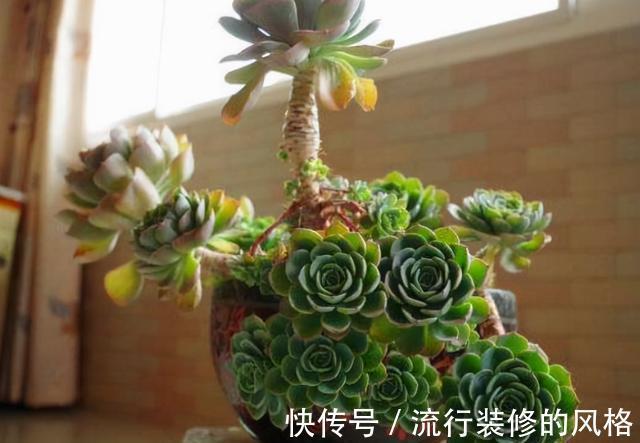 恢复|徒长的多肉是怎么恢复的？秋天你可以试试这2种方法