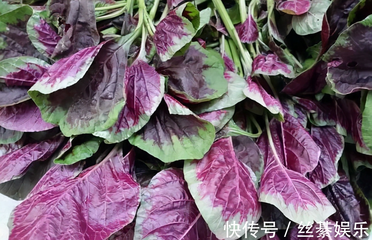 健脾|想长寿先养生,三种食物每天吃点,养胃健脾,帮助消化,减肥瘦身