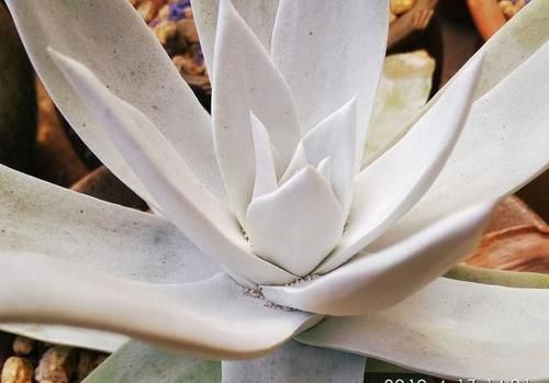 肉友们养了几款仙女杯系列呢？都晒出来吧？