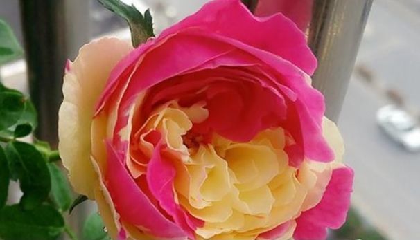 茶花|4种花超漂亮,花朵迷人,阵阵花香,花朵大,个个美出状态