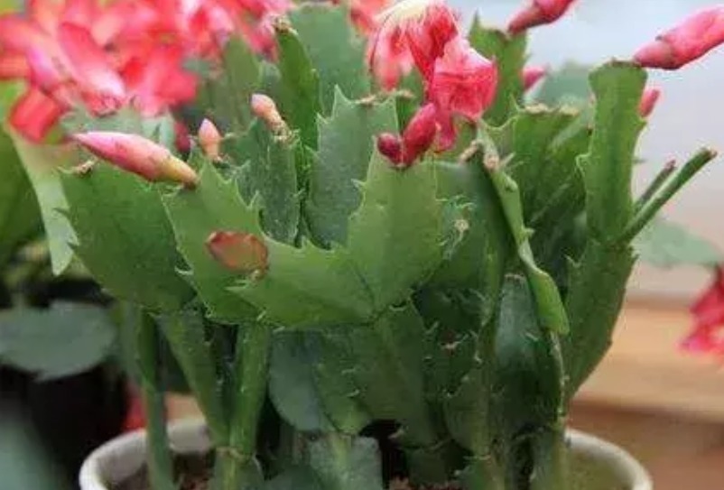 花苞|蟹爪兰叶片变薄,花苞掉不停,做到这三点花开爆盆,叶片亮