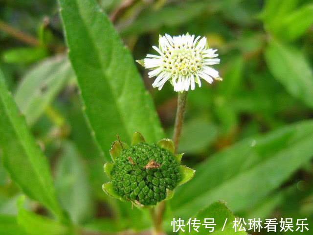 免疫|3斤黄芪不如1两它，每天坚持泡水喝，肝脏“锦上添花”