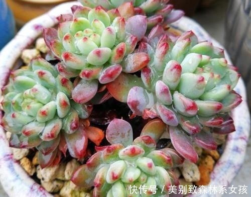 家家都有的1种东西,用来养花,比花肥还厉害,还能驱虫!