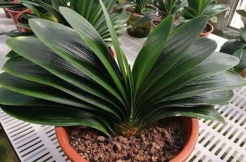 君子兰|君子兰也分公母?养10年也不开花,根源在这里