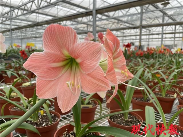 咬唇妆、初恋妆、渐变妆……在春天邂逅“美女”朱顶红