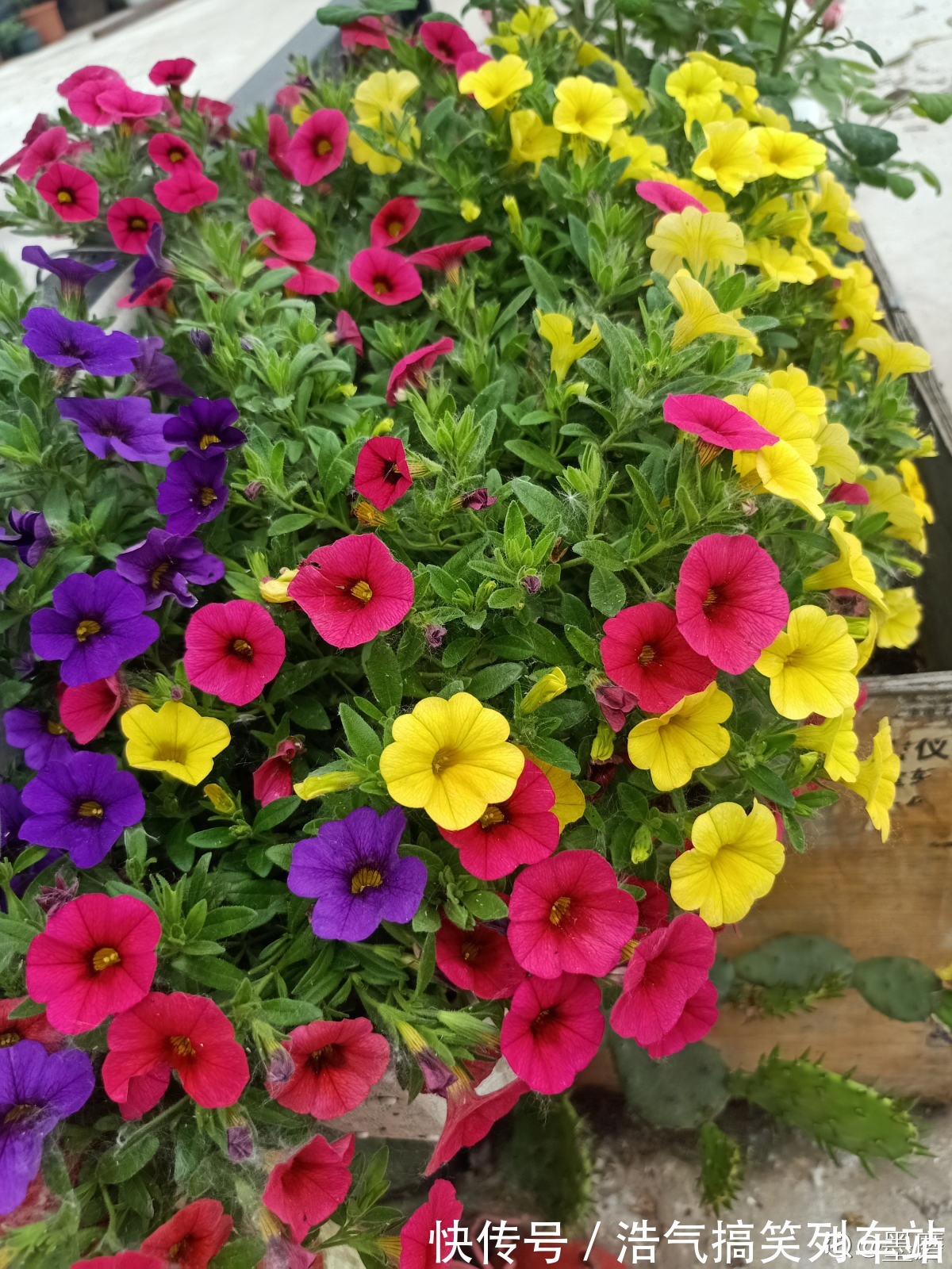 秋天是养草花的季节，12种草花现在播种，俩月就能开花