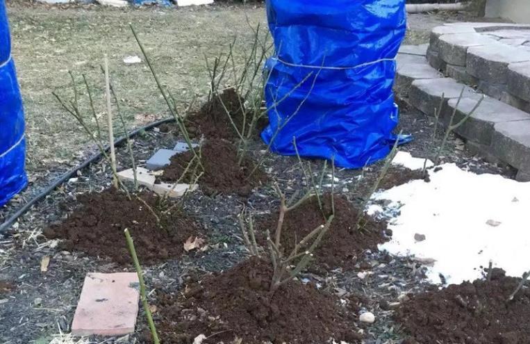 10个偏方,能省不少钱,把花养的又肥又壮