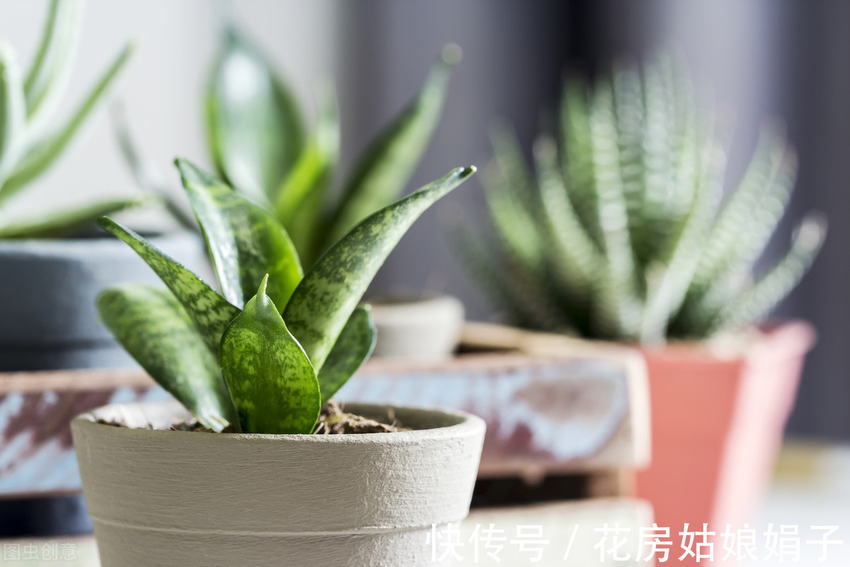 繁殖|老花匠养的虎皮兰叶厚芽多、颜色艳丽,只要做好6点,你也可以
