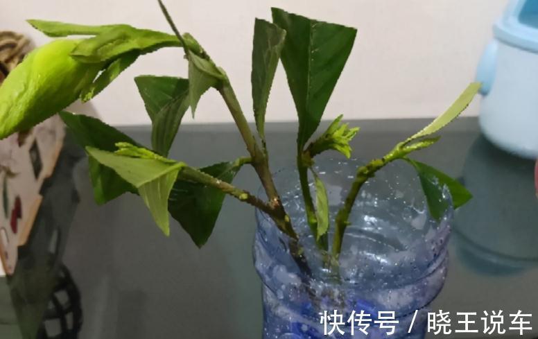 阿司匹林养花的技巧和注意事项