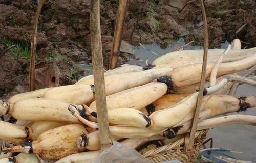 抗衰|女人想年轻,不妨多吃以下食物,营养丰富,美容抗衰,皮肤细嫩