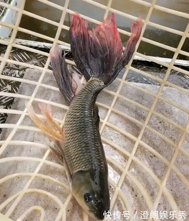 钓友|怪鱼?安徽钓鱼人解密“新鱼种”,钓友:既不敢吃也不敢要
