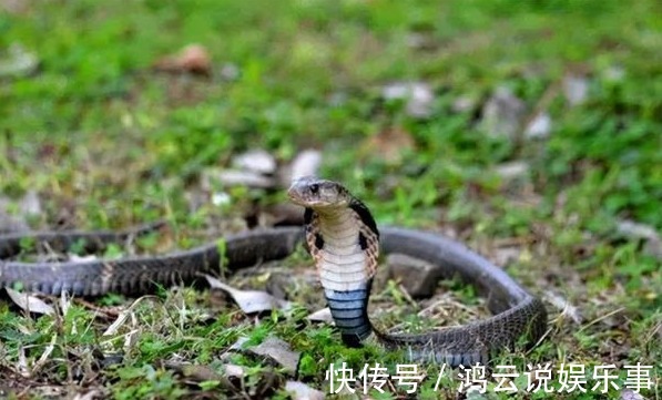 坟地#坟边长竹须迁坟,坟前两物成富人,“两物”是什么