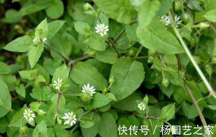 强身健体|田地里的此物可能是鼻炎的杀手,每天闻它有助于缓解鼻塞问题!